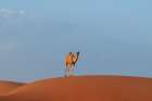 A wild camel standing atop a large sand dune in a vast desert Wahiba Sands-Oman Art Print